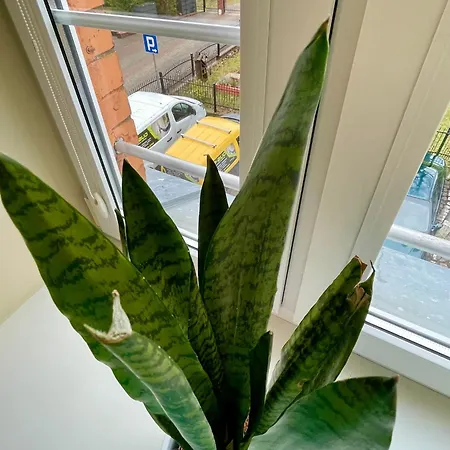 Apartman Ceglany Kołobrzeg